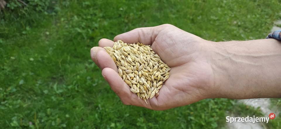 Jęczmień ozimy Tworyczów sprzedam
