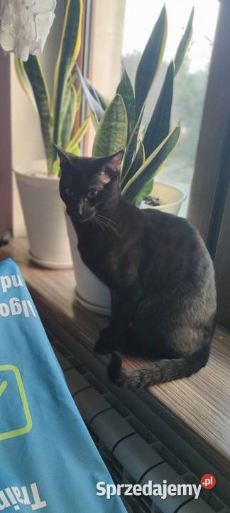 Savannah F5 melanistyczny Pozostałe kujawsko-pomorskie Jarantowice