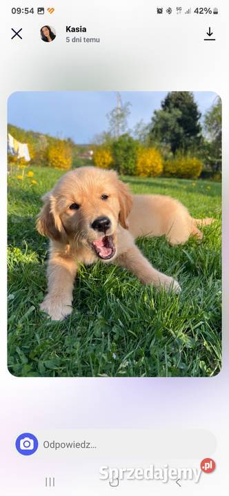 Golden Retriever zloty rudy ZKPL DNAgenetyka Szczawa