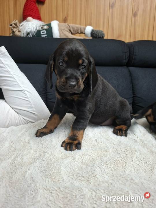 Szczenięta Gończy Polski FCI ZKwP sprzedam