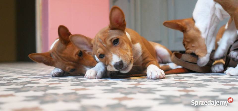 Basenji BELLA z Królestwa Basków Lipka