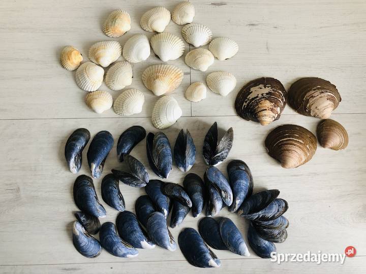 Muszle muszelki muszla ozdobne egzotyczne odcienie błękitu Łódź