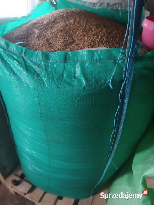 Pszenica ozima Zboża