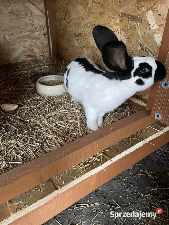 Królik srokacz niemiecki samica sprzedam