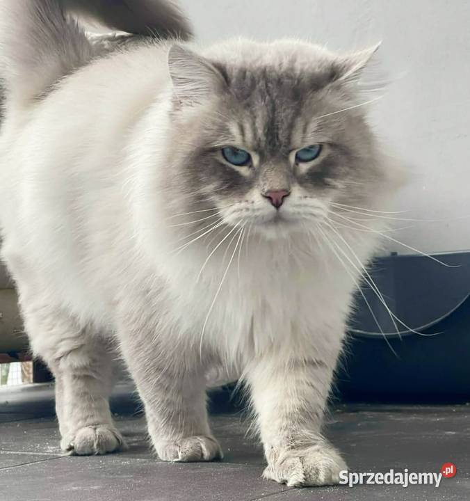 Arya kotka syberyjska neva masquerade Wola Szydłowiecka
