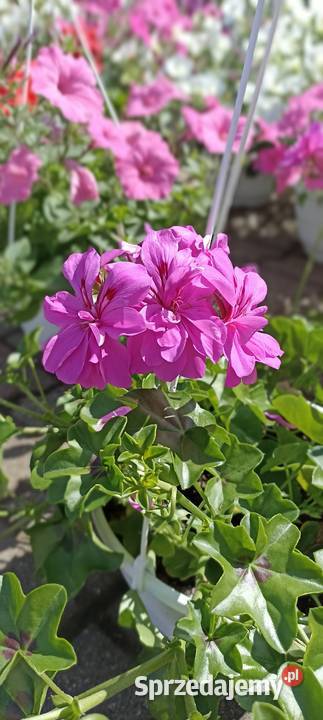 Supertunia Vista pelargonie Balkonowe śląskie Mikołów