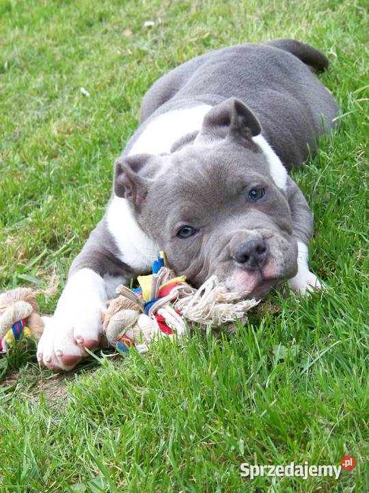 Amstaff Blue samiec R2 American Staffordshire