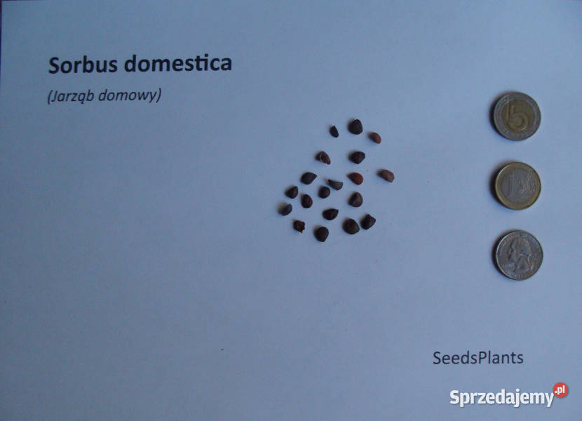 JARZĄB DOMOWY Sorbus domestica NASIONA 300 sztuk Lubanie