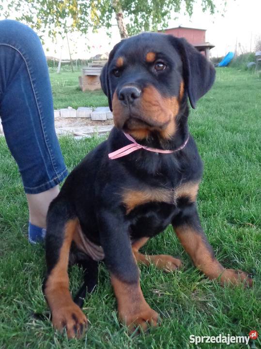 Rottweiler szczenięta z rodowodem ZKwP FCI sprzedam