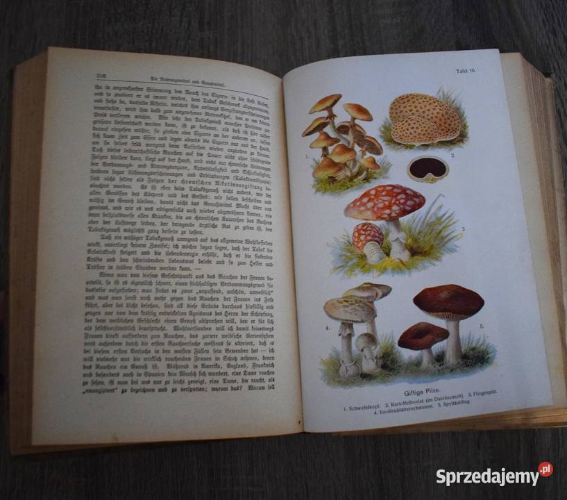 Droga do zdrowia autorstwa dr med A Mller 1921 Chełmno
