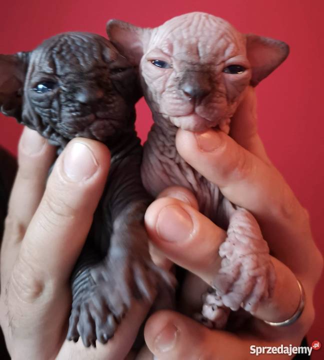 SPHYNX CANADIAN Sfinks Kanada Warszawa Sosnowiec sprzedam