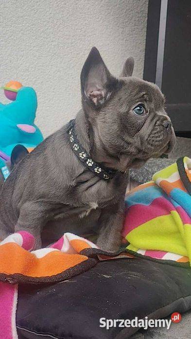 Piesek Buldog francuski niebieski BLUE