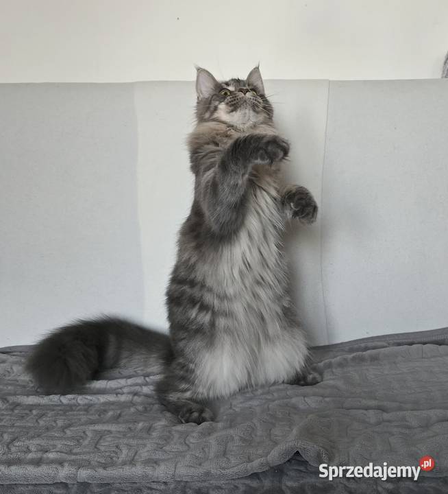 Koteczka Maine Coon Liri Kraków