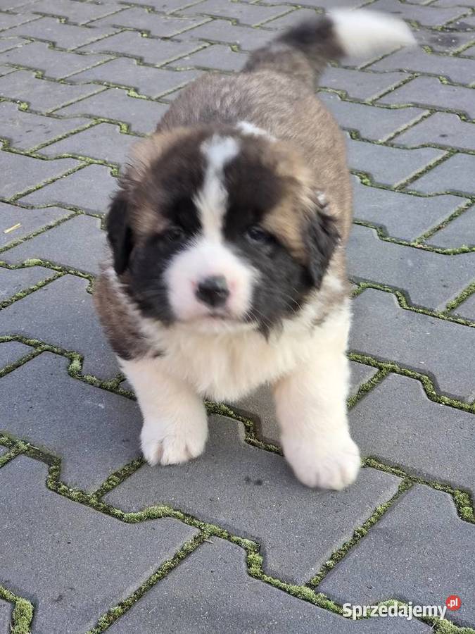 Moskiewski Pies Stróżujący Nie Bernardyn Nie Zakrzyn