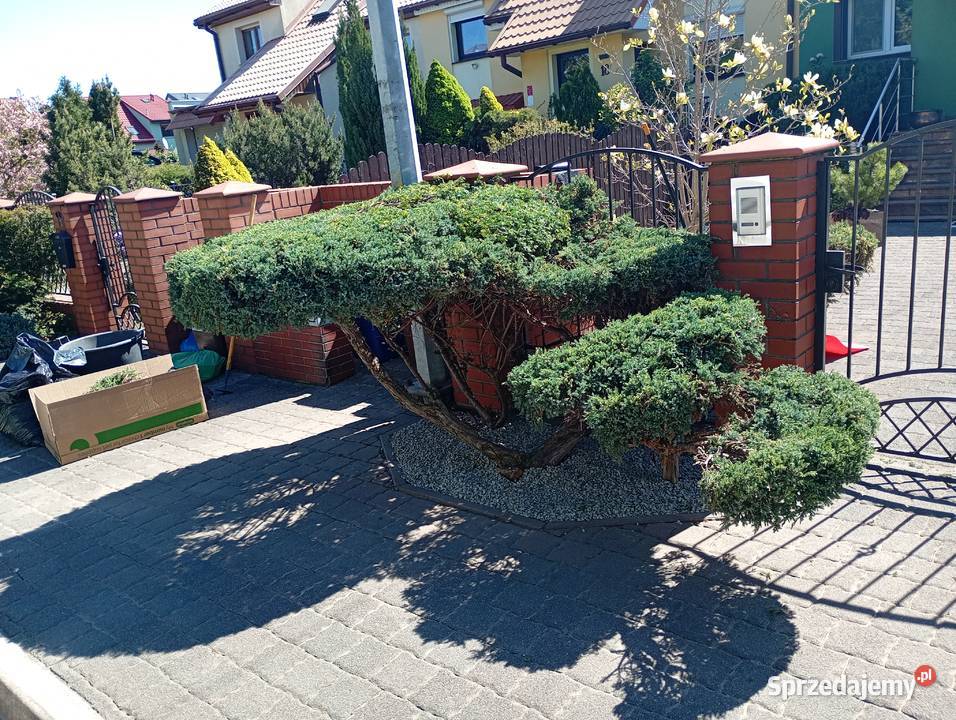 Usługi ogrodnicze Kwiatów ogród