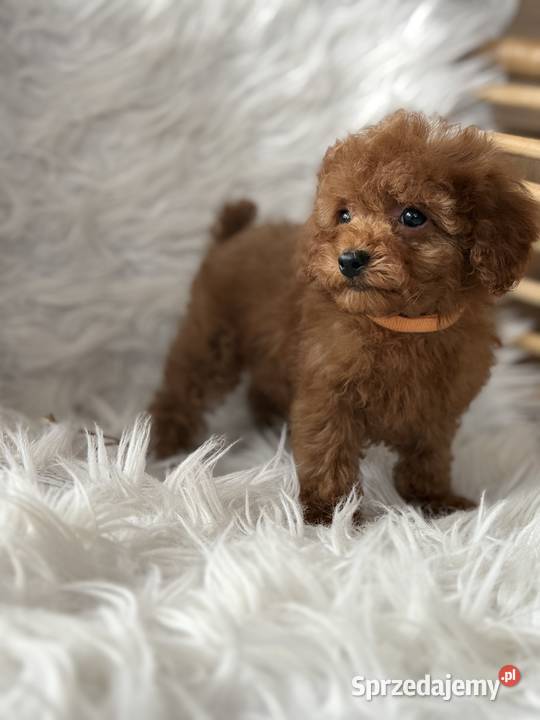 Pudel Toy szczeniaki małopolskie