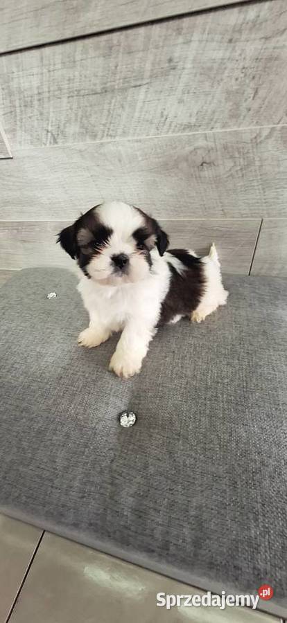 Shih Tzu pieski I suczka mazowieckie Przysucha sprzedam