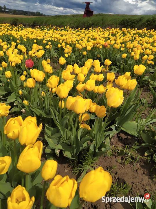 Bukiety tulipanów małopolskie Nowe Brzesko