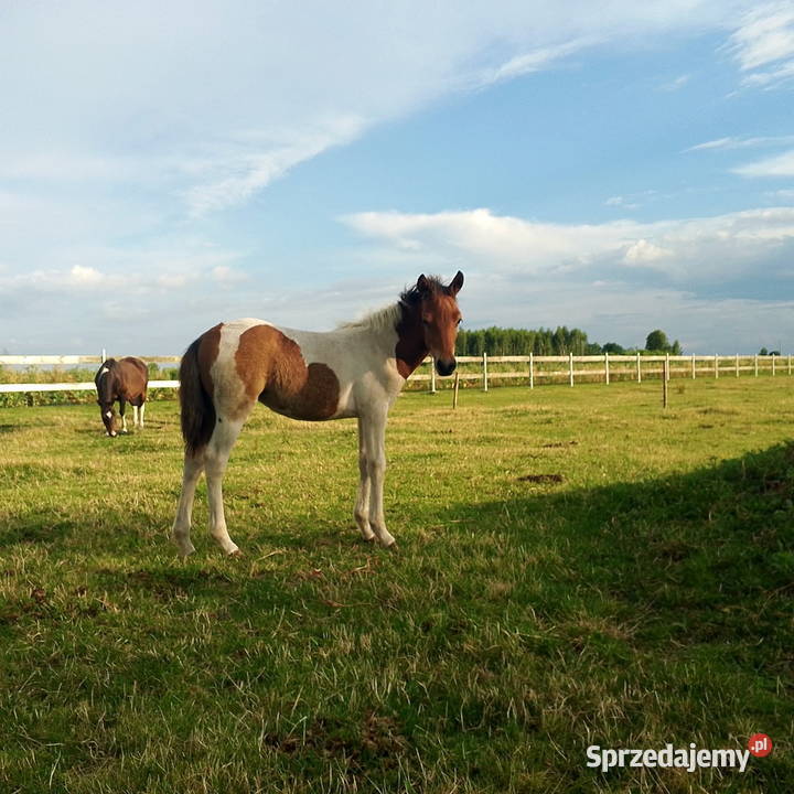 Konie Huculskie Konie lubelskie Łuków