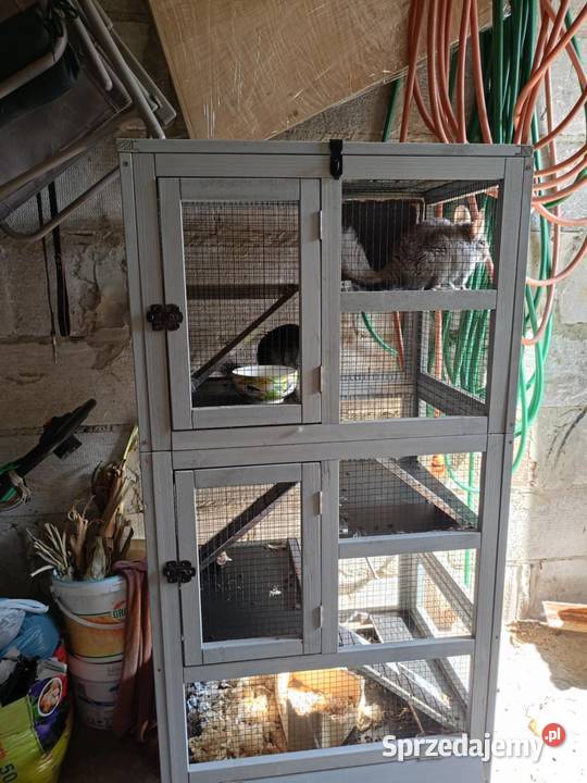 Sprzedam szynszyle Niedrzwica Duża