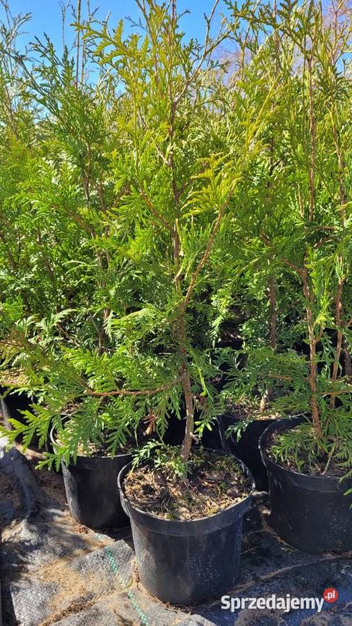 Tuja BRABANT Pogorzela