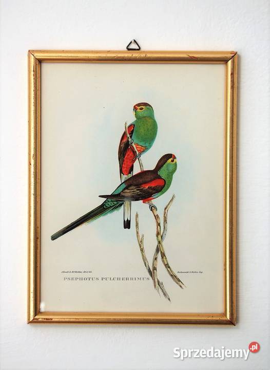 Papugi ptaki J Gould chromolitografia antyk Lublin