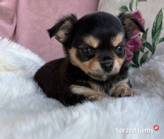Chihuahua śliczny tricolor piesek