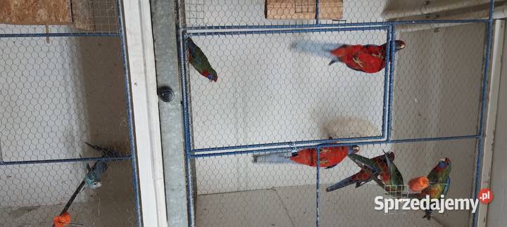 Rozella królewska Nowy Sącz