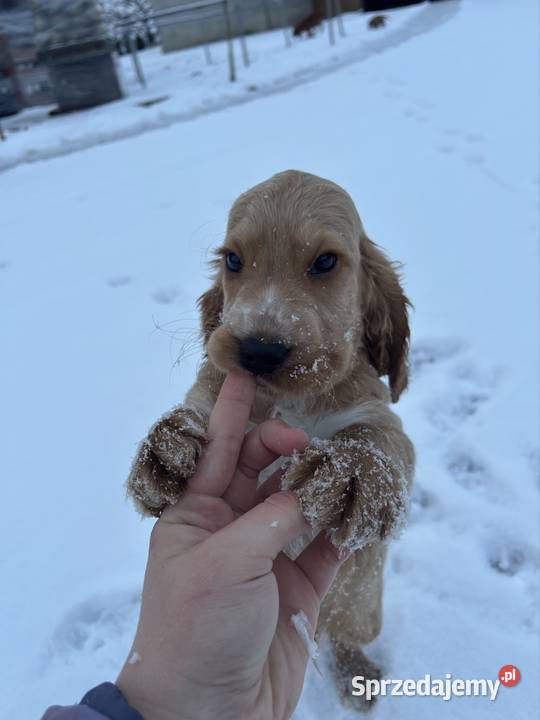 Cocker spaniel angielski