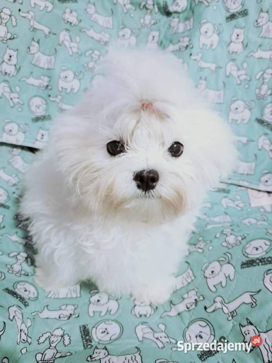 maltańczyki koreańskie szczenięta z rodowodem Bydgoszcz