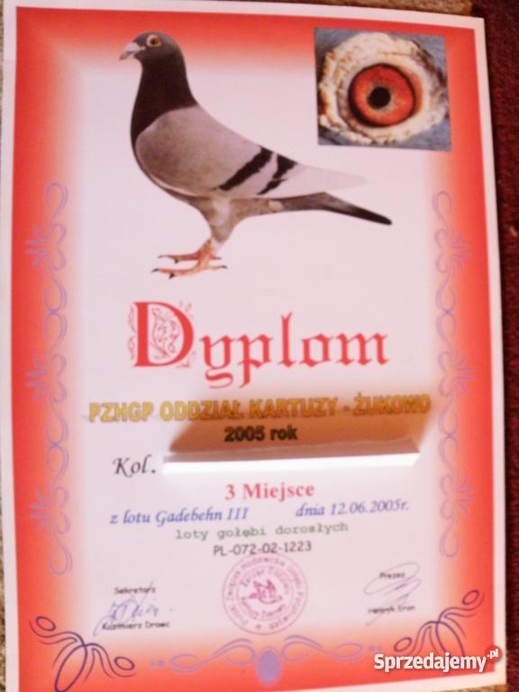 kury ozdobne Pozostałe pomorskie Łapalice sprzedam