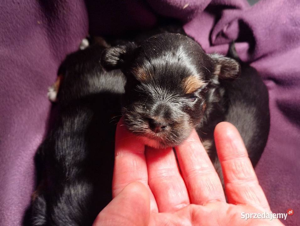 York Terirer Yorki łódzkie Żychlin