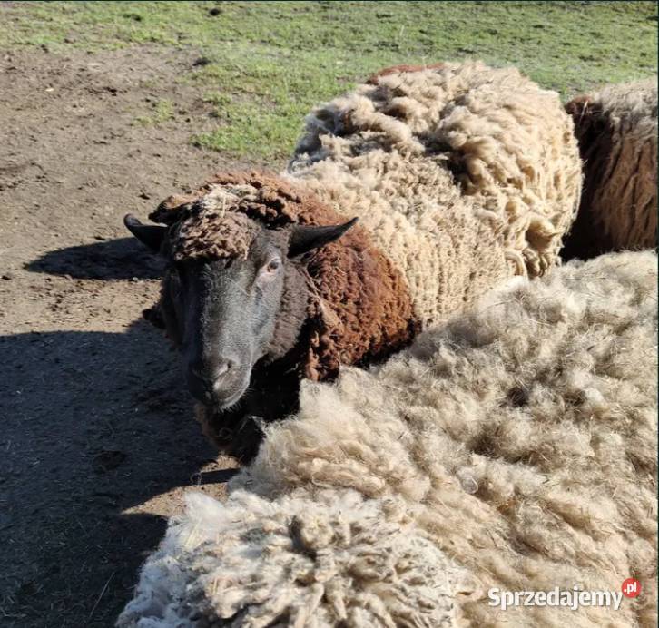 Owce rasy mix dorper