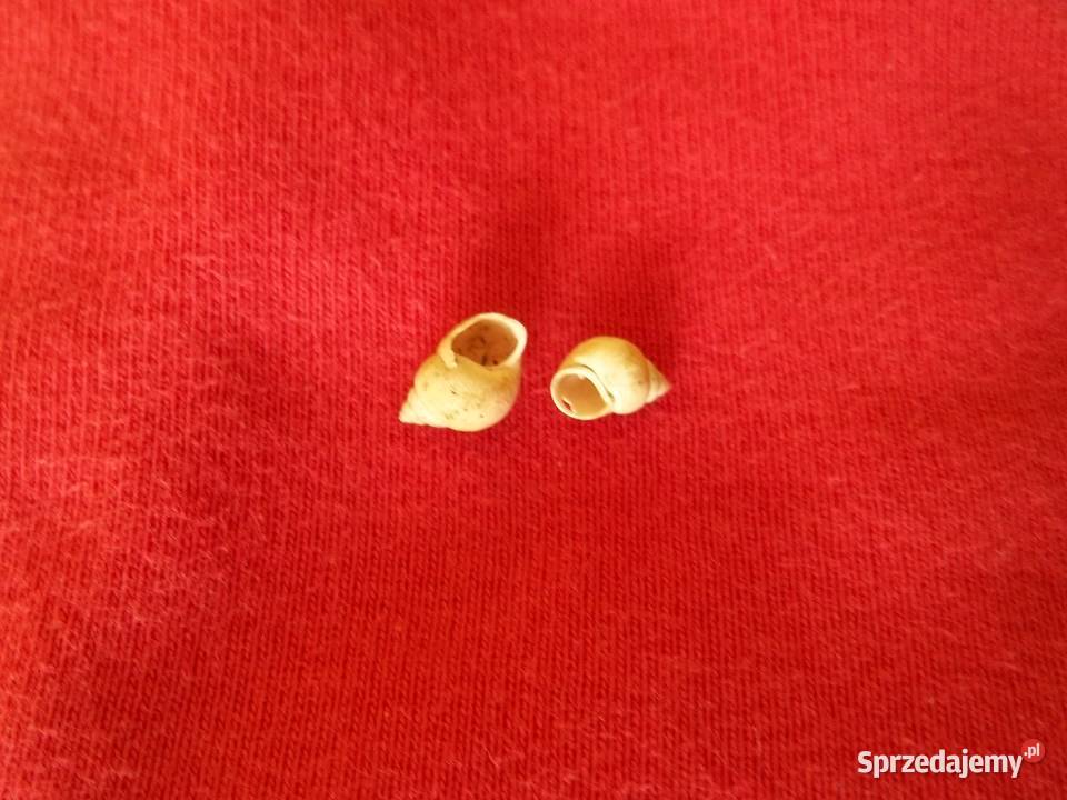 Muszla morskaConus Stożekmuszelki łódzkie Łódź