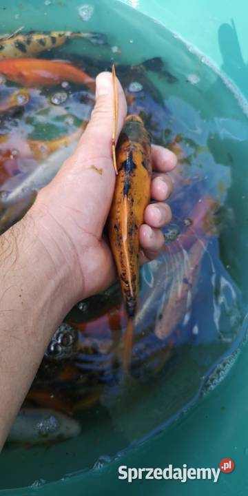 Narybek karpia Koi Ryby świętokrzyskie Końskie