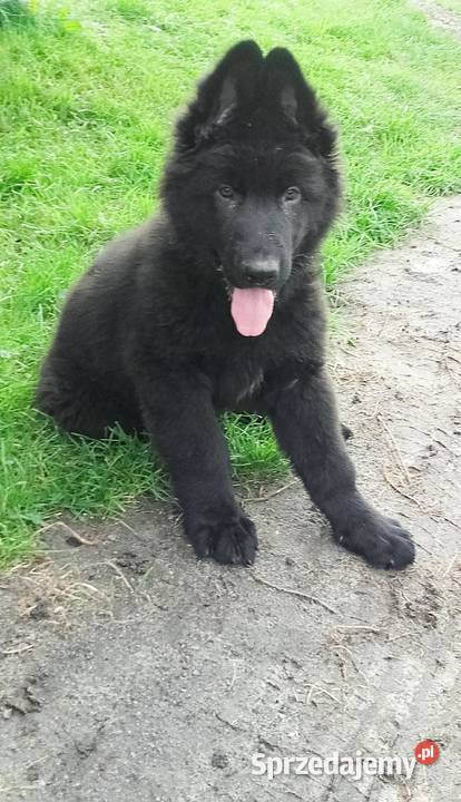 Owczarki Staroniemieckie czarne długowłose podkarpackie