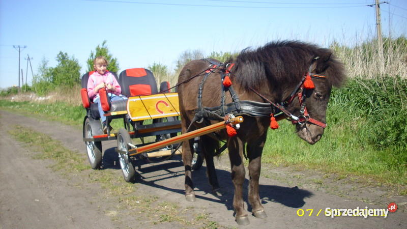 KLACZ KUCA SZETLANDZKIEGO Pozostałe Pleszew