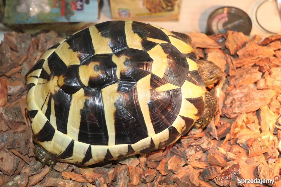 żółw grecki sprzedam