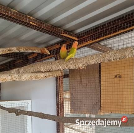 Nierozłączki czerwonoczelne Wieliczka