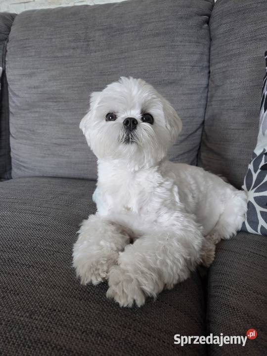 Reproduktor maltanczyk FCI zhpruci lubelskie Opole Lubelskie sprzedam