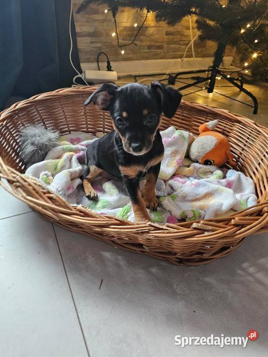 Pinczer miniaturka suczka łódzkie Chróścin sprzedam