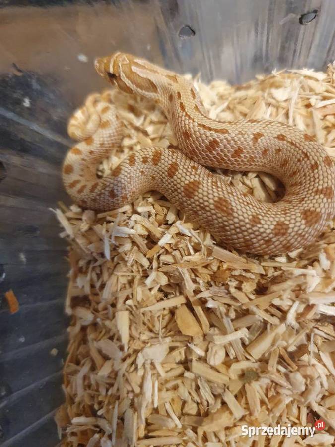 Węże królewskie zbożowe heterodony