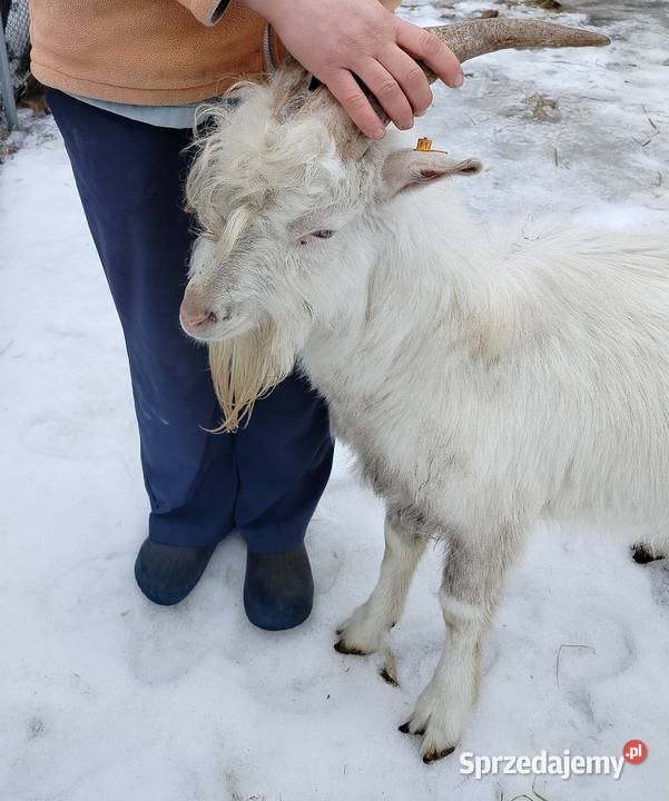 Kozioł Reproduktor ZAREJESTROWANY łódzkie