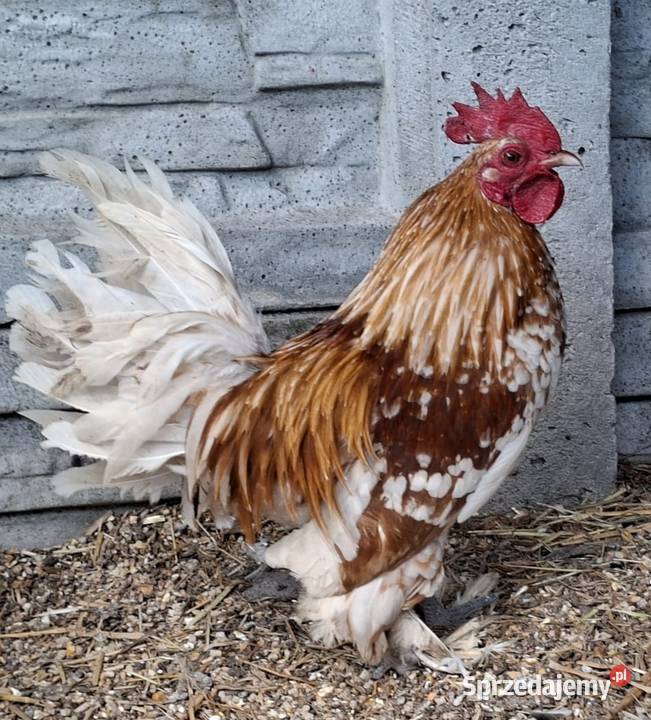 Jaja lęgowe karzełki łapciate Łochów