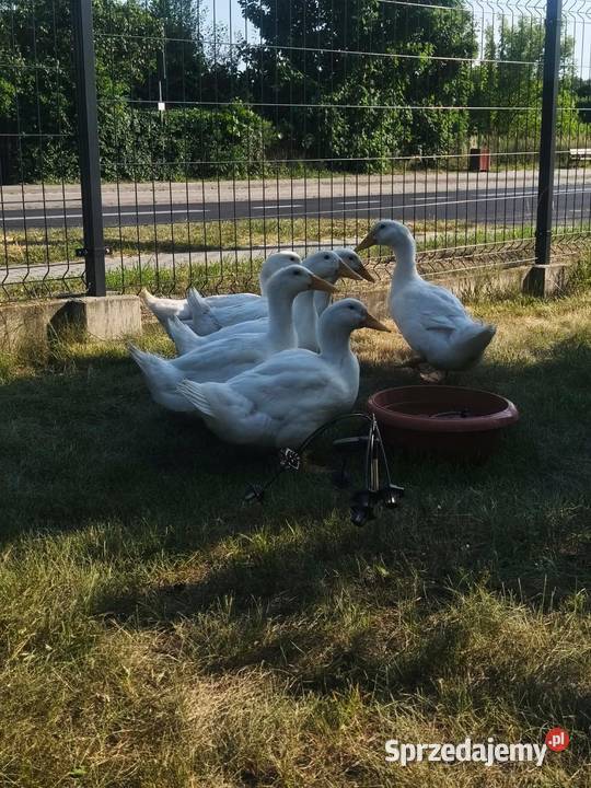 Sprzedam kaczki Pekin chów przydomowy Golub-Dobrzyń sprzedam