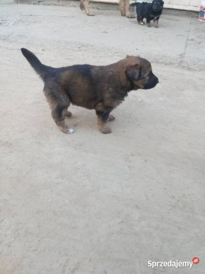 Sprzedam malutkie owczarki niemieckie Brzozów sprzedam