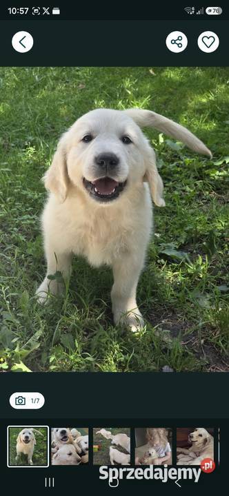 Golden Retriever