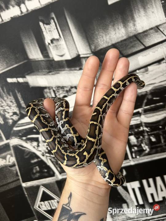 Pyton Birmański Classic 100 het Pied 50 albino Suchedniów