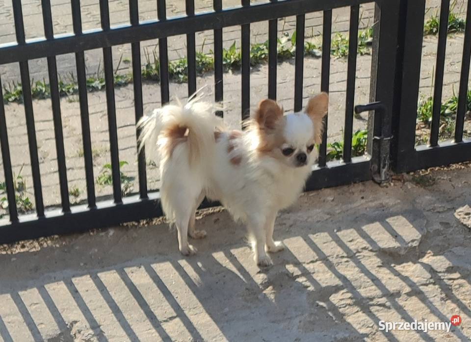 Chihuahua malutkie mini Chihuahua Warszawa