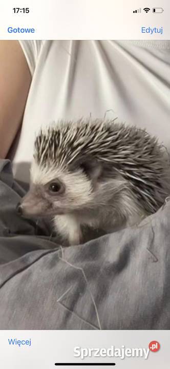 Jeżyk Pigmejski 6miesięczny z rodowodem Niepołomice